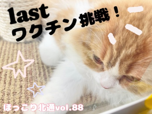 【 ほっこり北通Vol.88 】最後のワクチンに挑戦するスコちゃん!