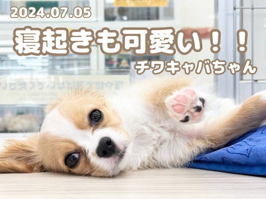 【 チワキャバ成長ログ 】寝ても起きても可愛いねっ!MIXチワキャバちゃん!