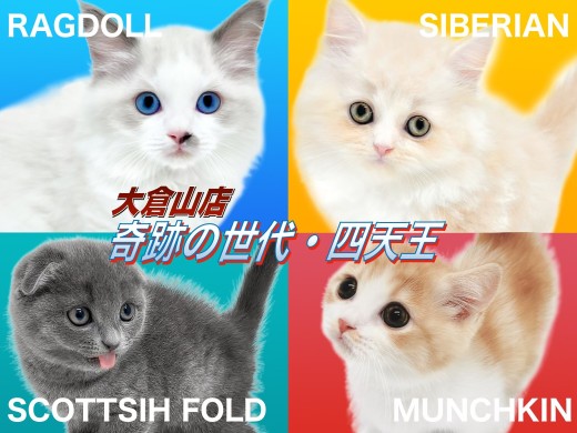 【 育てやすい子に成長中の猫ちゃん 】個性豊かな奇跡の世代・四天王大集結!