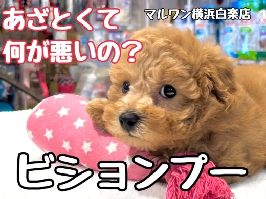 【 MIX 】あざと系MIX！安心のサイズ感と毛量抜群を持つビションプー