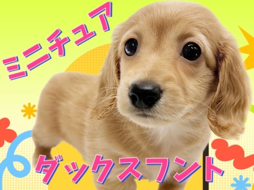 【 ミニチュアダックスフント 】大人気イエローカラー!短足界の美少女が降臨!