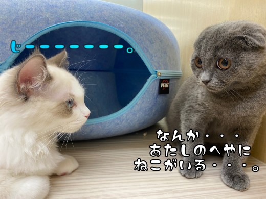 【 スコティッシュフォールド成長ログ 】初めての対面でベロでちゃったスコにゃん。