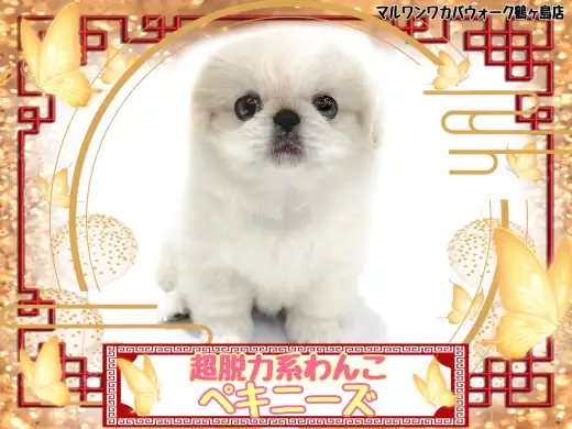 ペキニーズ | ペットショップ マルワン 小さめ子犬 美形な子猫