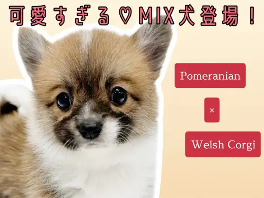 【 MIX犬 】ポメラニアン×コーギー?可愛すぎる奇跡のミックス犬ポメコギ登場!