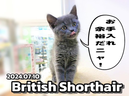 【 ブリティッシュショートヘア成長ログ 】ブリちゃまはお手入れ余裕ニャンだ!