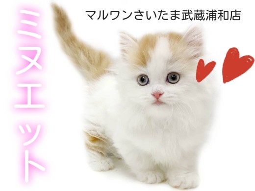 【 ミヌエット 】長毛短足の癒し系は必見!大きな瞳と詰まった鼻の美猫が登場!