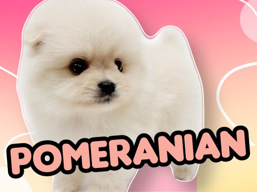 【 ポメラニアン 】たぬき顔ポメ!爆毛のクリームカラーでまるでアザラシ!?
