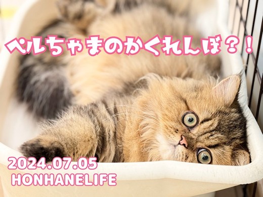 【 ペルシャ成長ログ 】ペルシャちゃんのとっても可愛いかくれんぼ！