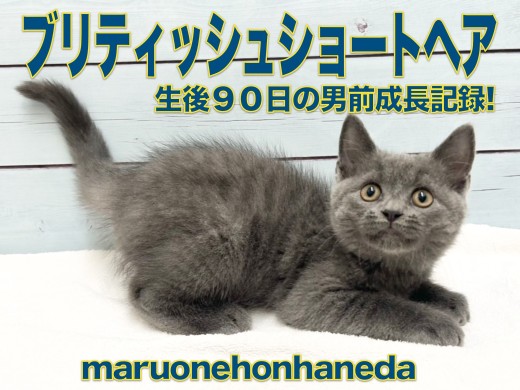 【 ブリティッシュショートヘア 】可愛さ抜群の男の子!安定期の生後90日を経過報告!