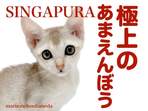 【 シンガプーラ 】甘えん坊な性格はピカイチ!本羽田に最小猫あらわる!
