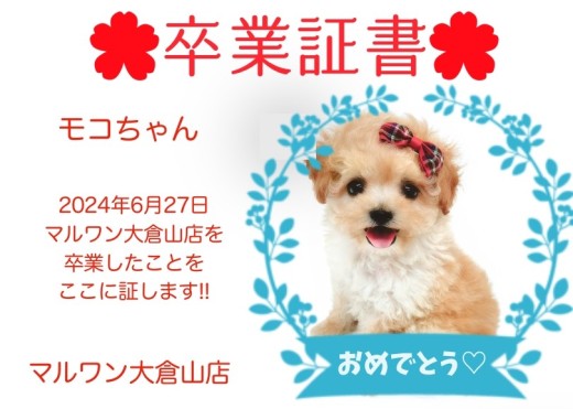 【 卒業証書 】モコちゃん卒業おめでとう!!スタッフママより愛を込めて!