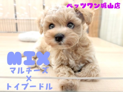 【 MIX 】おっとりマイペースな癒し系!圧倒的人気のマルプーちゃん登場
