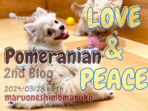 【 ポメラニアン 】平和を愛し人を愛し犬を愛する社交性抜群のラブ&ピースわんこ!