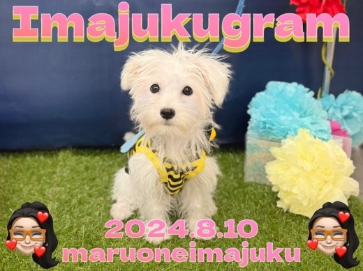 【 イマジュクグラム 】生後5ヶ月で2.1kg!マルシュナちゃま最新情報をお届け