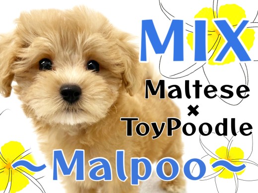 【 MIX 】永遠のあどけなさと抜群の毛量が自慢のマルプーちゃん!