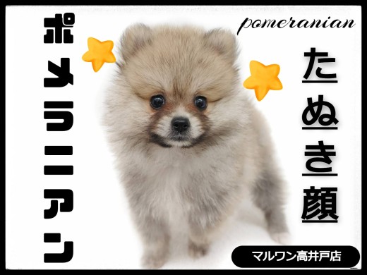 【 ポメラニアン 】ウルフセーブルの最強たぬき顔ポメが東京都杉並区に舞い降りた!