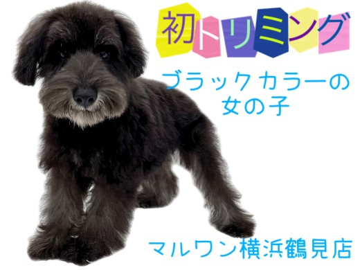 【 ミニチュア・シュナウザー 】初トリミング!ブラックカラーの女の子!