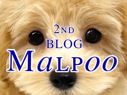 【 MIX 】初トリミング!ちょっぴり大きくなりました!【 2ndBLOG 】