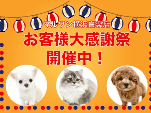 【 お知らせ 】お客様大感謝祭開催中！マルワン横浜白楽店のわんにゃんご紹介！