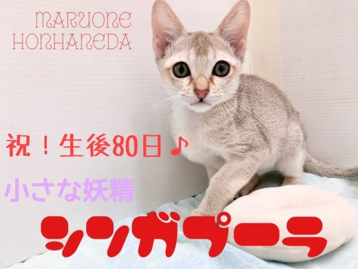 【 シンガプーラ 】驚愕のコミュニケーション能力!生後80日の超イケメンに迫る!