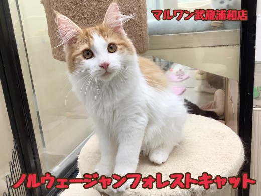 【 ノルウェージャン 】人懐っこさ抜群!抱っこが大好きな心優しい女の子!