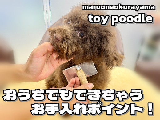 【 トイプードルのお手入れ 】おうちでもできる方法を6つのポイントでご紹介!