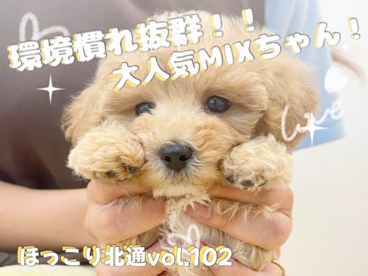 【 ほっこり北通Vol.102 】環境の変化なんてへっちゃらのマルプーちゃん!