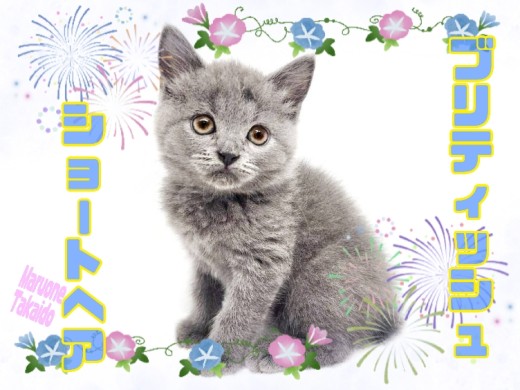 【 ブリティッシュショートヘア 】超丸顔の美猫が登場!魅惑のブルーの被毛は必見!