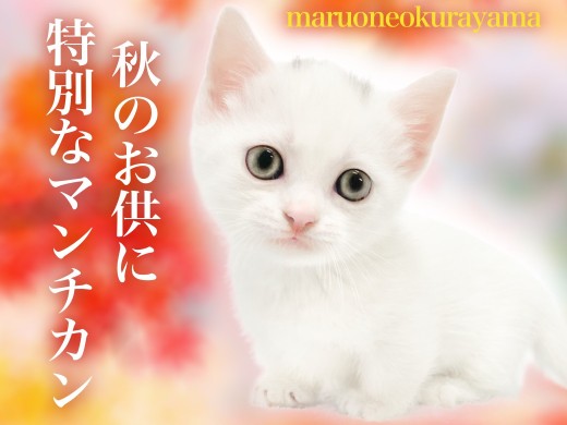 【 マンチカン 】超個性的なバンカラー!オンリーニャンの短足マンチ!