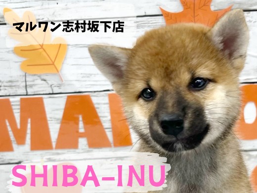 【 柴犬 】和犬代表!天真爛漫で人が大好きな柴犬の女の子が入店!