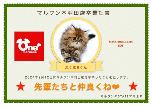 【 卒業記念 】ペルシャのふくまるくん卒業おめでとう！今までの感謝をこめて。