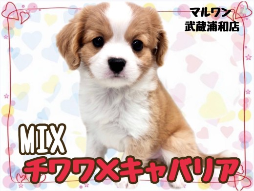 【 チワワ×キャバリア 】最上級に可愛いお顔のMIXが降臨。その名はチワキャバ!