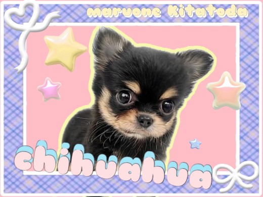 【 チワワ 】初めましてで愛嬌全開!癒しのミニマムわんこが降臨!