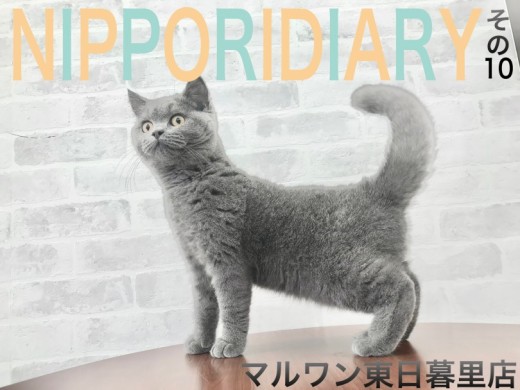 【 NIPPORI DIARY その10】一見クールだけど超甘えん坊なブリちゃん