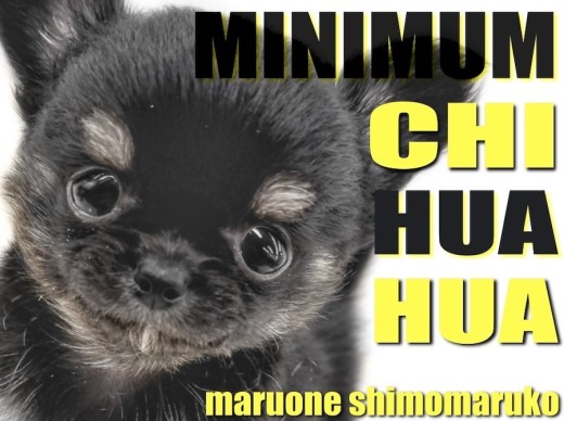 【 チワワ 】手のひらに乗る程の小さめサイズ!マロ眉が愛らしい愛され容姿の男の子