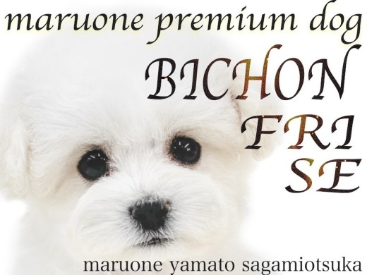 【 ビションフリーゼ 】プレミアム認定!純白のドレスを纏った最高の容姿を持つ女子