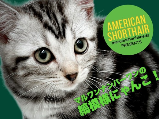 【 アメリカンショートヘア 】縞模様の美しさがマルワンナンバーワンな男の子！