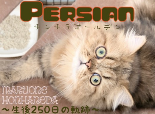 【ペルシャ】生後250日を迎えたかわいい王様に胸キュンが止まらない！