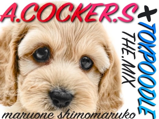 【 MIX 】両親はプードルとコッカー!コッカプーの容姿、性格、サイズが可愛い!