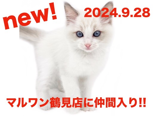 【 ラグドール 】新たに仲間入り!サファイアブルーの瞳が可愛い男の子!!