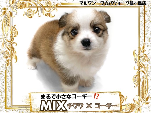 【 MIX 】ちっこいコーギー?可愛すぎるチワワ×コーギーMIX