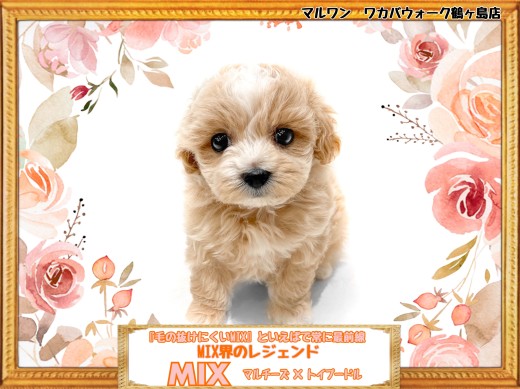 【 MIX 】毛の抜けにくいMIXといえばこの子!アプリコットのマルプー