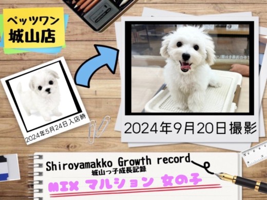 【 MIX 】マルションの城山っ子成長報告!2024年9月20日
