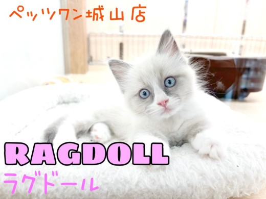 【 ラグドール 】とっても穏やかなぬいぐるみにゃんこ