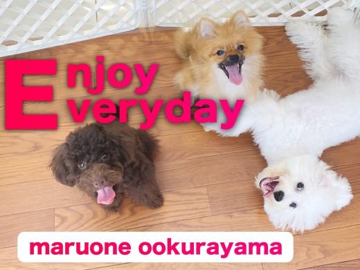 【 モフモフトリオ 】運動・しつけ・愛情でトレーニング!遊んで賢く成長中!