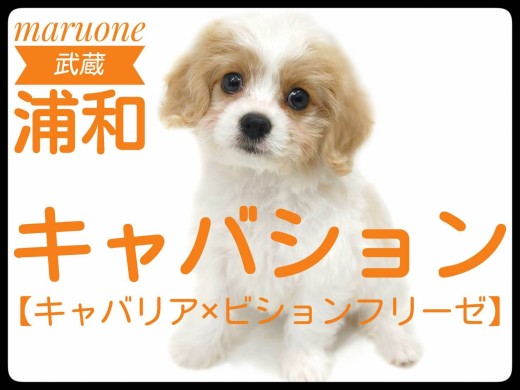【 キャバリア×ビション 】ぬいぐるみ感満載!存在感抜群な超レアMIXが登場!