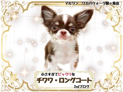 【 チワワ 】成長したのか?いまだにミニマムサイズなチワワちゃん