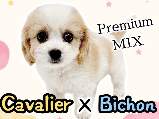 【 MIX 】キャバションの魅力に迫る!可愛さと個性が詰まったパーフェクトMIX