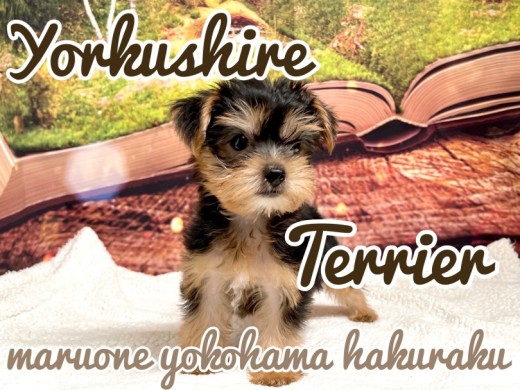【 ヨークシャーテリア 】おもちゃ大好き！小さめでも元気いっぱいヨーキーちゃん