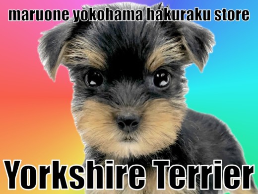 【 ヨークシャーテリア 】わんこ初心者必見！順応性抜群の動く宝石！
